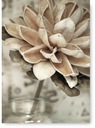 SUCHÝ KVET BÉŽOVÝ BOHO plagát B2 50x70cm #108
