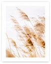 Obraz Boho GRASS hnedý plagát 40x50 cm #20 O