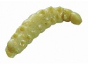 Berkley Power Honey Worm 2,5 cm