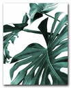 Plagát MONSTER LEAVES 40x50 cm obrázok #138