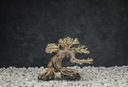 Akvarijný bonsajový strom Aquasilva Kongo