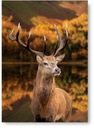 Plagátový obraz DEER BROWN B1 100x70cm #129
