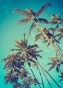PALMS Plagát bez rámu B2 50x70 #143
