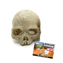 Reptile Nova Skull Lebka primáta Terárium Dekorácia 11x14cm