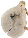 POPOL WOOD SLICE TOP UNIQUE 142100