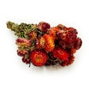 Orange Helichrysum Helichrysum sušené kvety