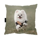 VANKÚŠ so psíkom POMERANIAN 40x40 perfektný DARČEK
