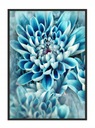 OBRAZOVÝ PLAGÁT V RÁME 33x43 cm Kvety P1614