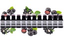 šťava z arónie 100% z arónie NFC 12x250ml