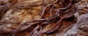 Samolepiace BACKGROUND AQUARIUM ROOTS wz2, 120 X 50