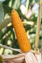 Semená kukurice Corn Fortop C/1 siláž