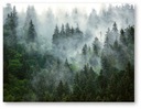 Plagát LESNÁ HMLA B1 100x70cm #105