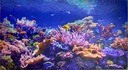 NÁSTENNÝ PANEL PVC 3D Coral Rafa Ocean 100x60