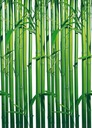 Fototapeta Green Bambus do obývačky, 183x254 cm