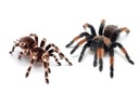 NÁLEPKA NA DOČASNÉ TETOVANIE TARANTULA SPIDER HALLOWEEN