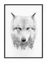 OBRAZOVÝ PLAGÁT V RÁME 33x43 cm Vlk P1461