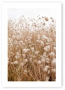 Boho tráva béžový plagát 50x70cm #109