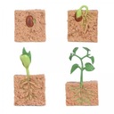 5x Rast životného cyklu semien rastlín sóje pre deti