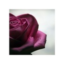 Kvet bordová ruža Reprodukcia na stenu 40x40cm