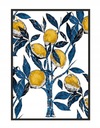 OBRAZOVÝ PLAGÁT V RÁME 53x73 cm Citróny P1264