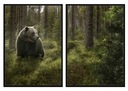 OBRAZOVÉ PLAGÁTY V RÁME 33x43cm Diptych Medvede P753