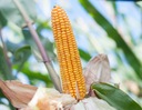 Semená kukurice Corn Tone C1 Z/K 220-230