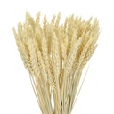 Sušená bielená pšenica sušená obilnina ~60 ks.