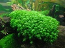 Moss Fissidens Phoenix (Fissidens fontanus)