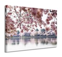 Čerešňové kvety na stromoch Obraz na plátne 80x60 cm