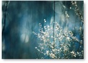STROM BLUE BOHO plagát B2 50x70cm obraz #209