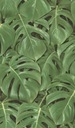 Tapeta na stenu s listami monstera, zelená monstera, Freundin II 441802 Rasch