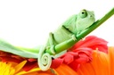 Fototapeta do izby Chameleón na kvete 175x115cm