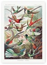 Kolibríky farebné vtáky PLAGÁT 50x70cm #243