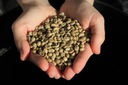 Zelená káva Uganda Kaweri 5 kg Nepražená