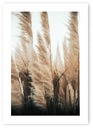 Obraz plagátu Boho SUCHÁ TRÁVA B2 50x70cm #20N
