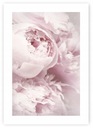PIVONIE PIVONIE KVETY plagát B2 50x70cm #120
