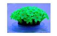 AZOO NEON CORAL (AZ27166) TUBASTRAEA Zelená AZOO NEON CORAL (AZ27166) TUBASTRAEA Zelená