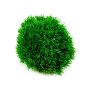 Vankúšikový mach 5-7 cm šťavnatý zelený LES V NÁDOBE
