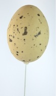 Vajíčka VAJÍČKO 5 cm, plastové, na béžovom drôtiku
