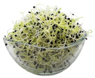 CIBUĽA/PAŽITKA - semienka na klíčky 250g CIBUĽA/PAŽITKA - semienka na klíčky 250g