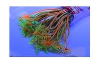 AZOO NEON CORAL (AZ27160) - GONIPORA Zielono-Pomar AZOO NEON CORAL (AZ27160) - GONIPORA Zielono-Pomar