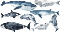 Nálepky na stenu oceánsky svet, veľryba, delfín Nálepky na stenu oceánsky svet, veľryba, delfín
