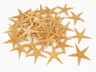 STARSTAR SEA SHELLS veľké 8-10 cm 50 kusov STARSTAR SEA SHELLS veľké 8-10 cm 50 kusov