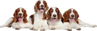 NÁLEPKY NA STENU Psy SPANIEL17 70x23 cm NÁLEPKY NA STENU Psy SPANIEL17 70x23 cm