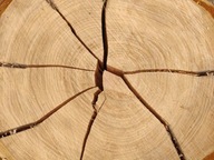 OVOCNÉ drevo na údenie Čerešňa TRZESNIA 20KG