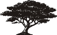 Nálepka na stenu so stromom baobab, matná Nálepka na stenu so stromom baobab, matná