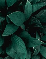 FOTOTAPETA 190x254 netkaná LEAF #F013 #SF FOTOTAPETA 190x254 netkaná LEAF #F013 #SF