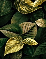 FOTOTAPETA 190x254 netkaná LEAF #F016 #SF FOTOTAPETA 190x254 netkaná LEAF #F016 #SF