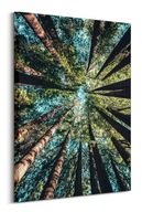 Obraz Koruny lesa na plátne 60x80 cm