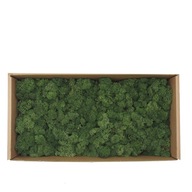 Moss Beautiful Naturally Dark Green 500g sieťka